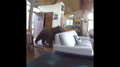 Bear Breaks Into A House Youtube