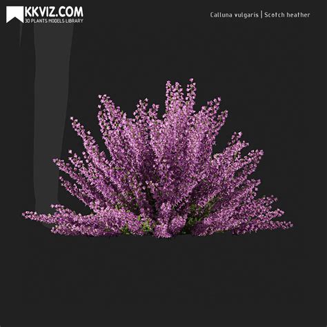 3d Calluna Vulgaris Scotch Heather 06 Cgtrader