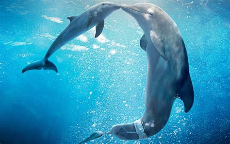 I really liked the way the events of the movie. DOLPHIN TALE 2: WINTER IS BACK WITH A LITTLE HOPE! - Movie ...