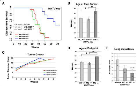 Modulation Of Tumorigenesis In The Mmtv Neu Transgenic Model For Human