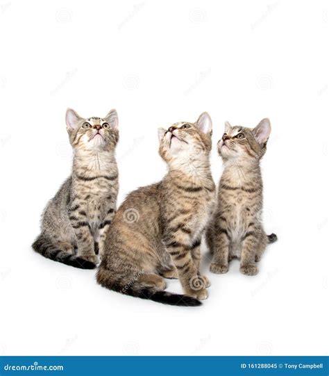 Three Tabby Kittens Looking Up Stock Image Image Of Domestic Cute