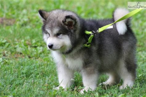 We are a small breeder of only alaskan malamute puppies for sale. Alaskan Malamute puppy for sale near Lake Of The Ozarks ...