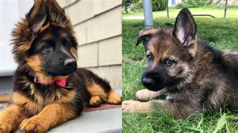 Long Haired German Shepherd Vs Short Haired 7 Must Know Differences