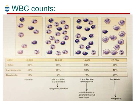 Ppt Haematology For Dental Students Wbc Disorders Powerpoint