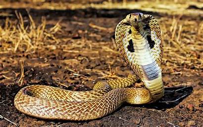 Cobra Snake Reptiles Animals Wallpapers King Desktop