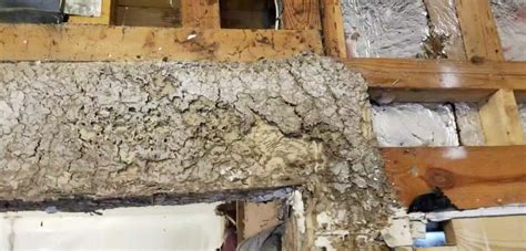 At 3215 hull street in richmond,va continues to provide reliable and effective pest and termite control. Subterranean Termites - LTK Pest Control