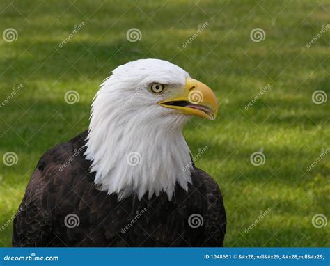 Bald Eagle Facing Right 3 Stock Image Image Of Endangered 1048651