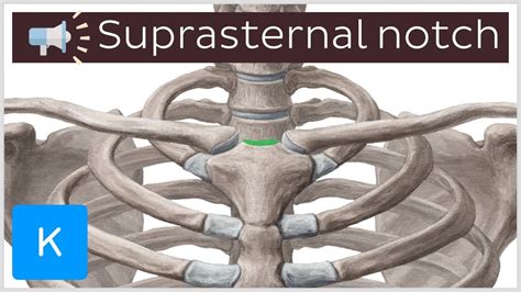 Suprasternal Notch Anatomical Terms Pronunciation By Kenhub Youtube
