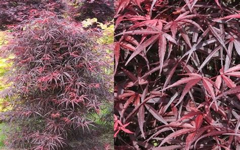Hubbs Red Willow Japanese Maple 2 Gallon 30 36 Ht Tree