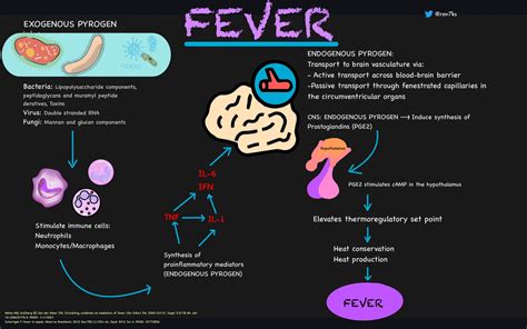 Fever Pyrogen Pathophysiology Exogenous Pyrogen Grepmed