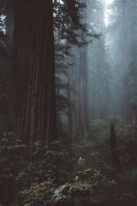 Pin By Scottmocean On Forest Dark And Moody Nature Photography