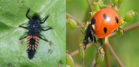 We did not find results for: Know Your Red & Black Bugs | Atlanta Pest Control