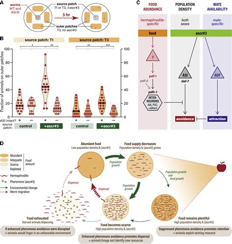 Sex Specific Pdfr 1 Dependent Modulation Of Pheromone Avoidance By Food Abundance Enables