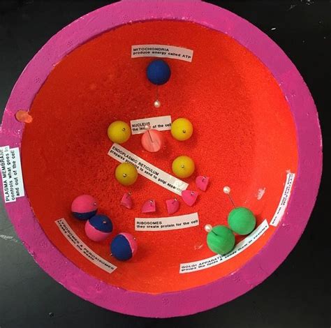 Animal cells are the types of cells that make up most of the tissue cells in animals. animal cell styrofoam (14-15) | Animal cell, Cell model ...