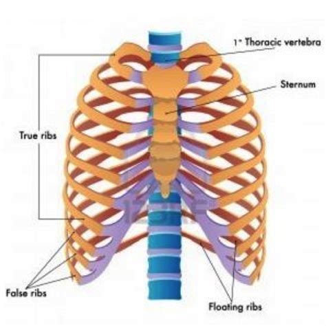 Axial Bones Flashcards Easy Notecards