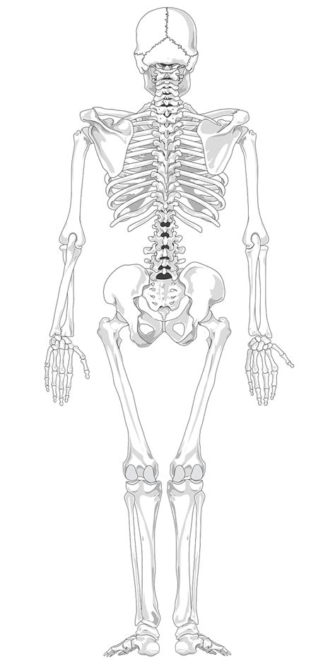 Esqueleto Humano Dibujo Calavera Esqueleto Juego Cuer Vrogue Co