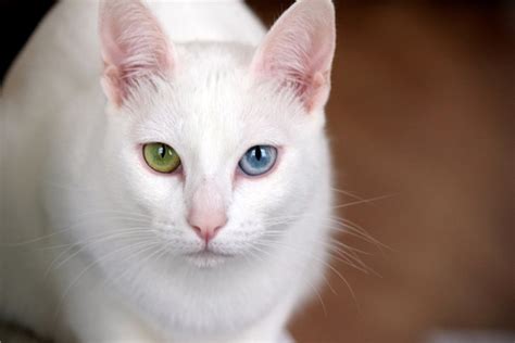 White Cats With Two Different Colored Eyes