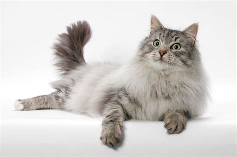 10 Long Haired Cat Breeds You Cant Help But Love 2019