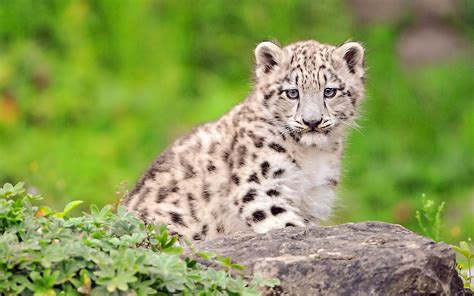 White Cutest Snow Leopard Cub Wallpapers 1920x1200 890626