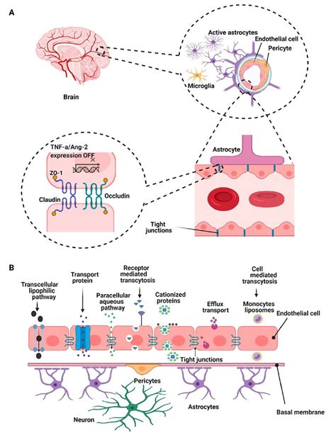 A Brain Endothelial Cells Form The Cellular Barrier And Are Connected