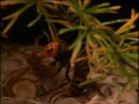 Praying just might save us from murder hornets. Giant Japanese Hornet vs. Mantis + Centipede vs. Tarantula ...