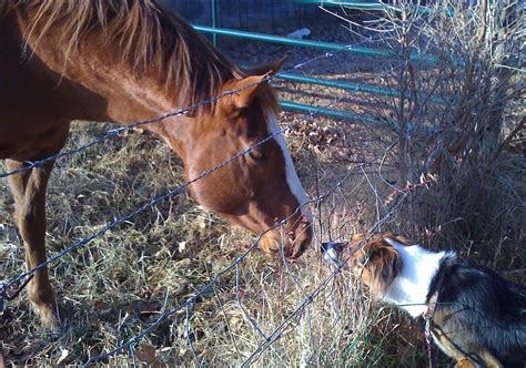 Horse And Border Collie Say Hello I Took My Border