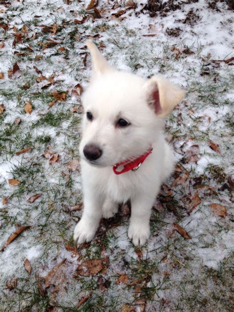 A gsd who is not exercised. I'm almost 8 weeks old! Datsyuk, white German shepherd ...