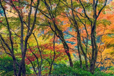 Tree Photography Fine Art Prints For Sale Scott Smorra