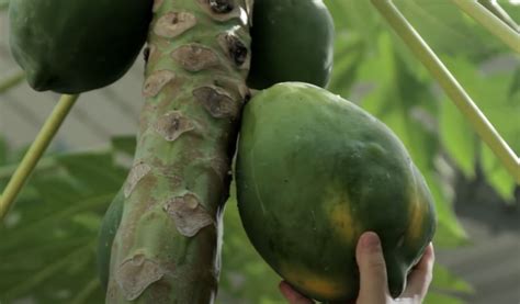 How To Grow And Care Papaya Tree Urban Farm Collective