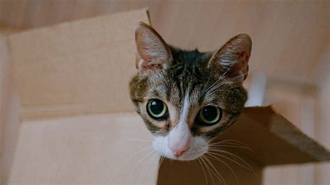 Download Wallpaper 1920x1080 Cat Cute Funny Box Full Hd