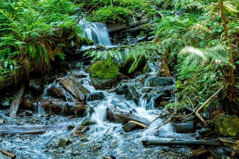 Creek And Small Waterfalls In Forest Stock Image Image Of West