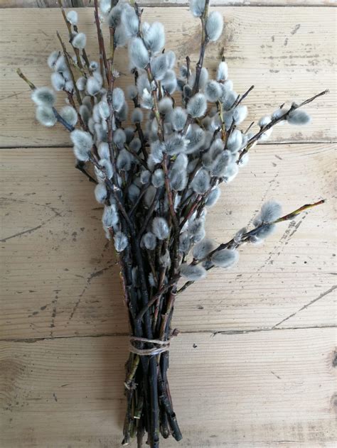 Medium Pussy Willow Bouquet Soft Willow Bunch Spring Home Etsy Singapore