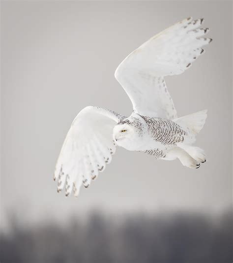 Snowy Owl In Flight 4 Photograph By Thomas Young
