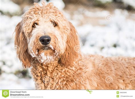 There are no adverts listed for breed sapsali. Goldendoodle in snow stock photo. Image of mammal, snout ...