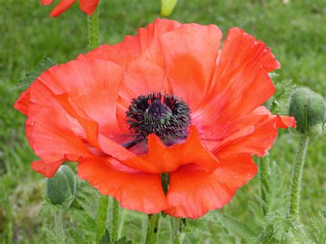 Flower Homes Opium Poppy Flowers