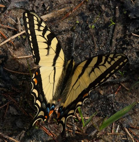 Canadian Tiger Swallowtail Papilio Canadensis Brule Rush Flickr