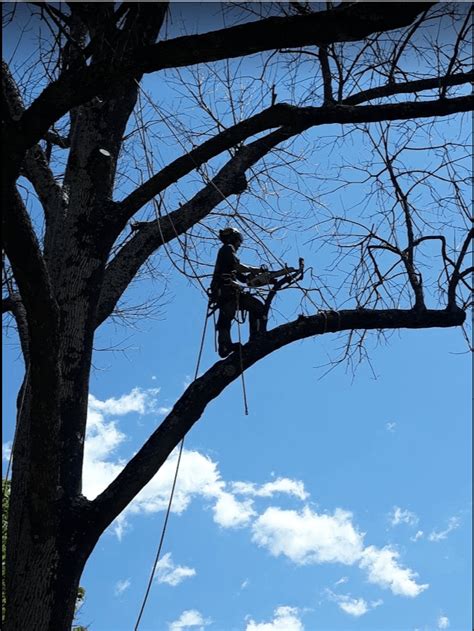 Tree Company Westminster Md Arbortech Tree Services Llc