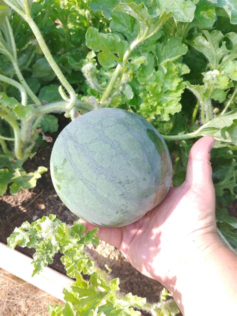 Growing These Watermelons In Raised Beds And Wondering How Big I Should