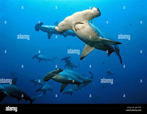 Scalloped Hammerhead Sharks Sphyrna Lewini Schooling Wolf Island