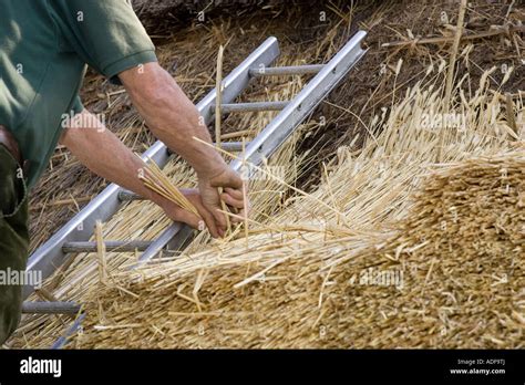 Thatcher Inserting Spars To New Straw Thatch On Roof Stock Photo Alamy