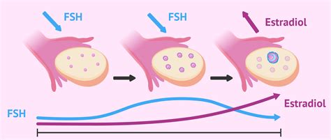 follicular phase of the menstrual cycle and action of fsh