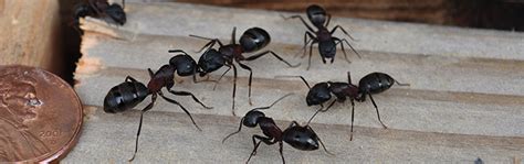 Ongoing termite protection service, one time extermination location of problem: Lien Termite & Pest Control - Ants - Omaha, NE