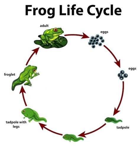 Diagrama Que Muestra El Ciclo De Vida De La Rana Vector Gratis