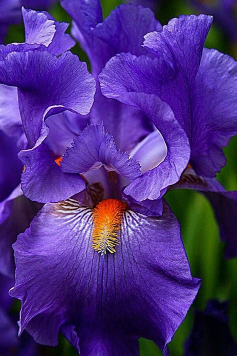 Akhan2001 “purple Iris ” Amazing Flowers Iris Flowers Beautiful