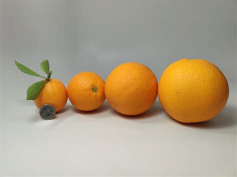 Arizona Navel Oranges Size Shape And Details Arizona Orange Co