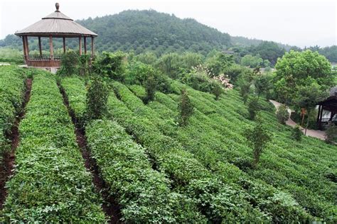 4 Day Hangzhou Private Tour West Lake And Longjing Tea Plantation 2024