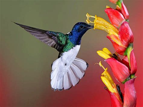 Flowers For Flower Lovers Flowers And Birds Beautiful