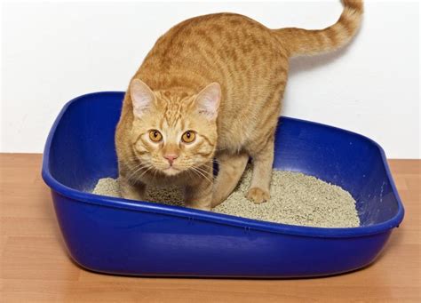 How To Treat Cystitis In Cats Steps