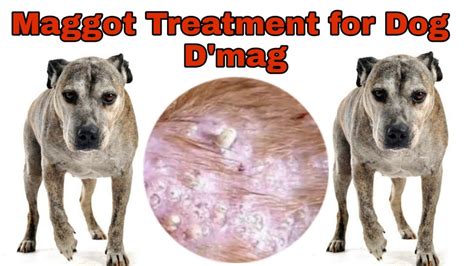 Maggot Treatment For Dog Dmag For Pets Happy Pet Youtube