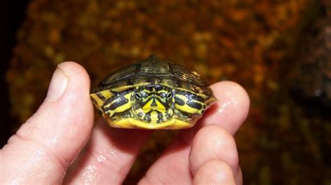 Yellow Bellied Slider Facts Habitat Diet Pictures